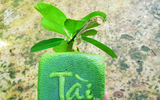 [ẢNH] Lạ mắt trái cây Tết mang ngoại hình 