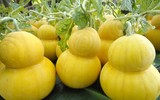 [ẢNH] Lạ mắt trái cây Tết mang ngoại hình 