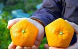 [ẢNH] Lạ mắt trái cây Tết mang ngoại hình 