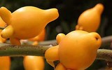 [ẢNH] Sính của lạ, dân Thủ đô mua nhầm cả 