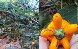 [ẢNH] Sính của lạ, dân Thủ đô mua nhầm cả 