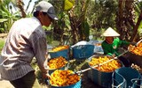[ẢNH] Sính của lạ, dân Thủ đô mua nhầm cả 
