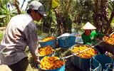 [ẢNH] Sính của lạ, dân Thủ đô mua nhầm cả 
