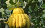 [ẢNH] Mâm ngũ quả ngày Tết 