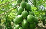 [ẢNH] Mâm ngũ quả ngày Tết 