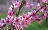 Mẹo nhỏ nhưng công dụng lớn giúp hoa tươi lâu dịp Tết