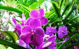 Mẹo nhỏ nhưng công dụng lớn giúp hoa tươi lâu dịp Tết