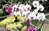 Mẹo nhỏ nhưng công dụng lớn giúp hoa tươi lâu dịp Tết