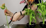 Mẹo nhỏ nhưng công dụng lớn giúp hoa tươi lâu dịp Tết