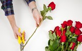 Mẹo nhỏ nhưng công dụng lớn giúp hoa tươi lâu dịp Tết