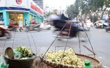 [ẢNH] Thơm ngát hương hoa bưởi 