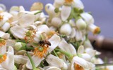 [ẢNH] Thơm ngát hương hoa bưởi 