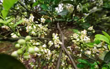 [ẢNH] Thơm ngát hương hoa bưởi 