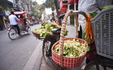 [ẢNH] Thơm ngát hương hoa bưởi 