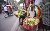 [ẢNH] Thơm ngát hương hoa bưởi 