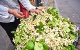 [ẢNH] Thơm ngát hương hoa bưởi 