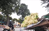 [ẢNH] Thơm ngát hương hoa bưởi 