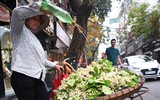 [ẢNH] Thơm ngát hương hoa bưởi 