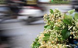 [ẢNH] Thơm ngát hương hoa bưởi 