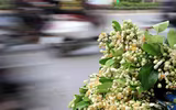[ẢNH] Thơm ngát hương hoa bưởi 