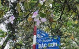 [ẢNH] Hoa ban rực rỡ trong tiết xuân Hà Nội