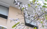 [ẢNH] Hoa ban rực rỡ trong tiết xuân Hà Nội
