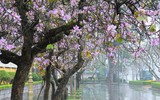 [ẢNH] Hoa ban rực rỡ trong tiết xuân Hà Nội