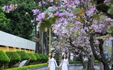 [ẢNH] Hoa ban rực rỡ trong tiết xuân Hà Nội