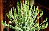 [ẢNH] Những lưu ý nhất định phải nhớ khi cúng rằm tháng Giêng