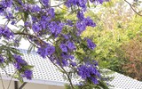 [ẢNH] Mọi miền đất nước bước vào mùa hoa tháng 3 đẹp mê hồn