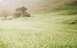[ẢNH] Mọi miền đất nước bước vào mùa hoa tháng 3 đẹp mê hồn