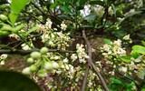 [ẢNH] Mọi miền đất nước bước vào mùa hoa tháng 3 đẹp mê hồn
