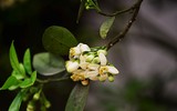 [ẢNH] Mọi miền đất nước bước vào mùa hoa tháng 3 đẹp mê hồn