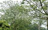 [ẢNH] Mọi miền đất nước bước vào mùa hoa tháng 3 đẹp mê hồn