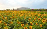 [ẢNH] Mọi miền đất nước bước vào mùa hoa tháng 3 đẹp mê hồn