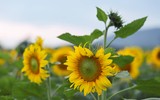 [ẢNH] Mọi miền đất nước bước vào mùa hoa tháng 3 đẹp mê hồn