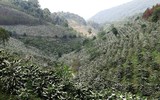 [ẢNH] Mọi miền đất nước bước vào mùa hoa tháng 3 đẹp mê hồn