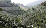 [ẢNH] Mọi miền đất nước bước vào mùa hoa tháng 3 đẹp mê hồn