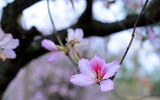 [ẢNH] Mọi miền đất nước bước vào mùa hoa tháng 3 đẹp mê hồn
