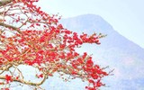 [ẢNH] Mọi miền đất nước bước vào mùa hoa tháng 3 đẹp mê hồn