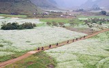 [ẢNH] Mọi miền đất nước bước vào mùa hoa tháng 3 đẹp mê hồn