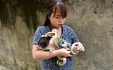 [ẢNH] Lợn cảnh mini 