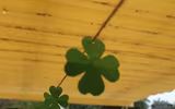 Những khoảnh khắc màu xanh độc đáo trong lễ hội cổ truyền Ireland tổ chức tại Hà Nội