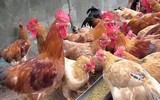 Thời tiết nồm ẩm cần đề phòng những bệnh gì?