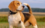 Những giống chó đáng yêu hiền lành nhất có thể làm bạn tốt trong gia đình