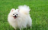 Những giống chó đáng yêu hiền lành nhất có thể làm bạn tốt trong gia đình