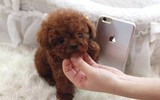Những giống chó đáng yêu hiền lành nhất có thể làm bạn tốt trong gia đình