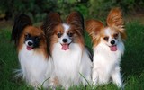 Những giống chó đáng yêu hiền lành nhất có thể làm bạn tốt trong gia đình
