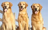 Những giống chó đáng yêu hiền lành nhất có thể làm bạn tốt trong gia đình