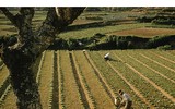 [ẢNH] Cận cảnh khu trung tâm Hòa Bình sắp bị phá bỏ của Đà Lạt xưa và nay